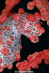 hippocampus bargibanti by Oscar Miralpeix 